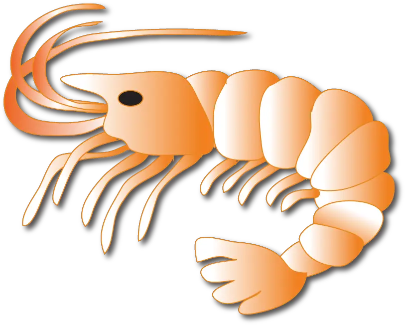  Shrimp 1 Imagenes De Langostas Y Camarones Png Shrimp Png