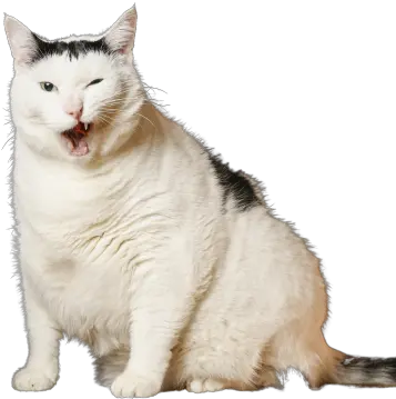  Melbourne Fat Cat Bender The Chonky A Social Media Star In Domestic Cat Png Fat Cat Icon