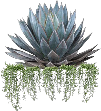  Shrubhub Agave Png Agave Png