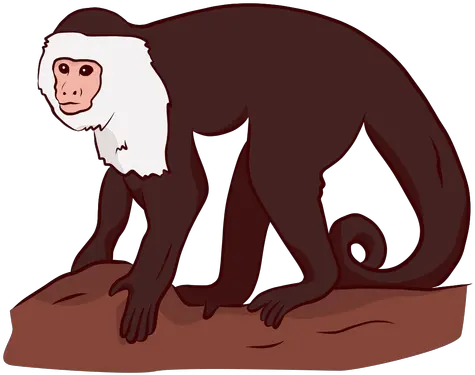  Capuchin Monkey Leg Tail Illustration Transparent Png Capuchin Monkey Png Monkey Png