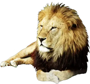  Lions Png Images And Lion Clipart Free Download Free Real Animal Clip Art Lion Transparent