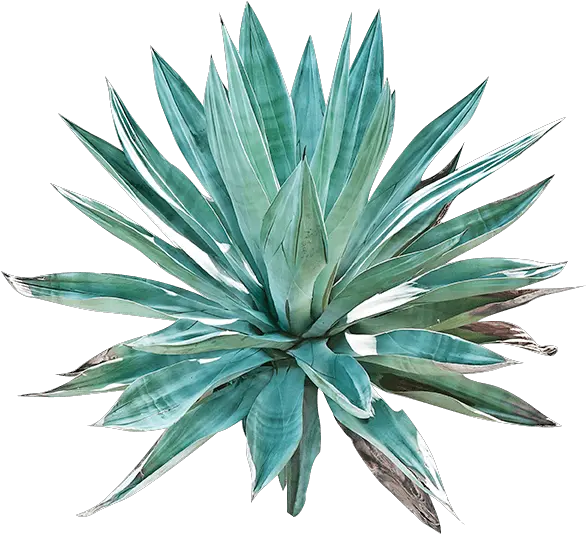  Agave Agave Cactus Art Png Agave Png