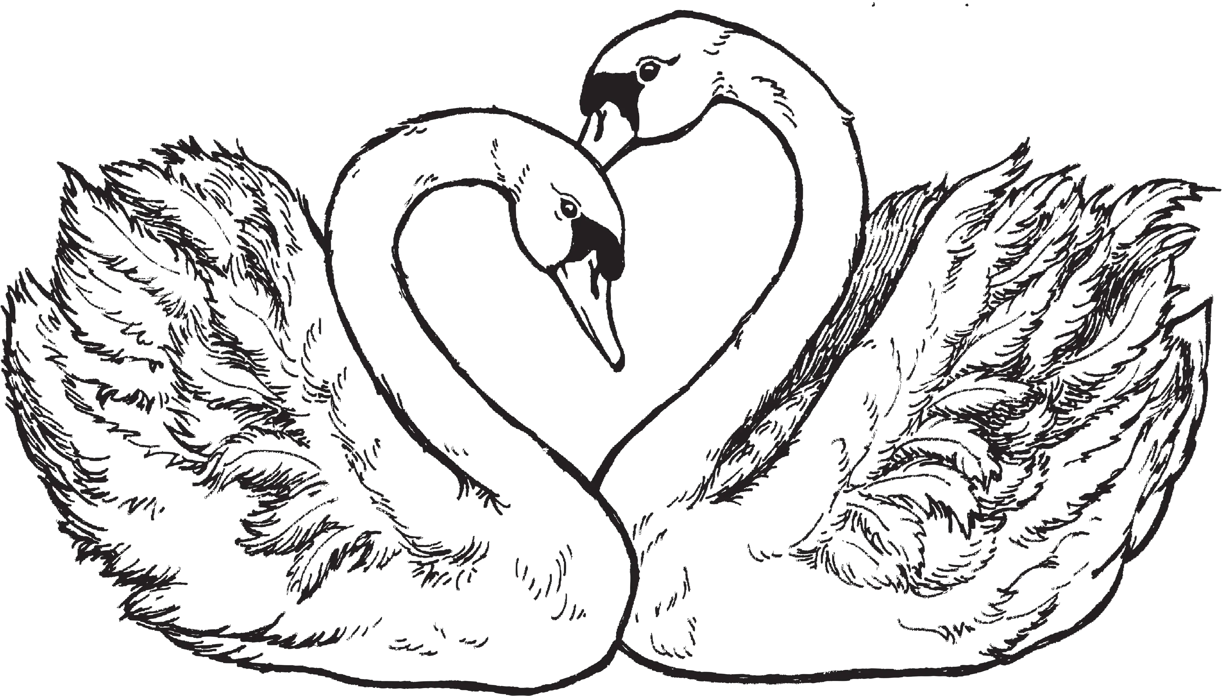  Clipart Wedding Swan Transparent Free Anniversary Cards Png Swan Png