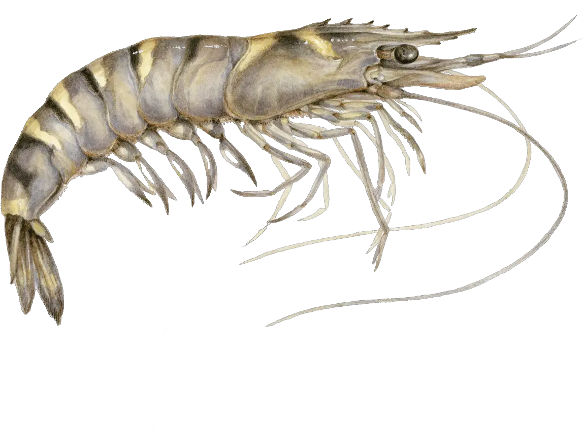  Shrimp Recommendations From The Seafood Watch Program Png