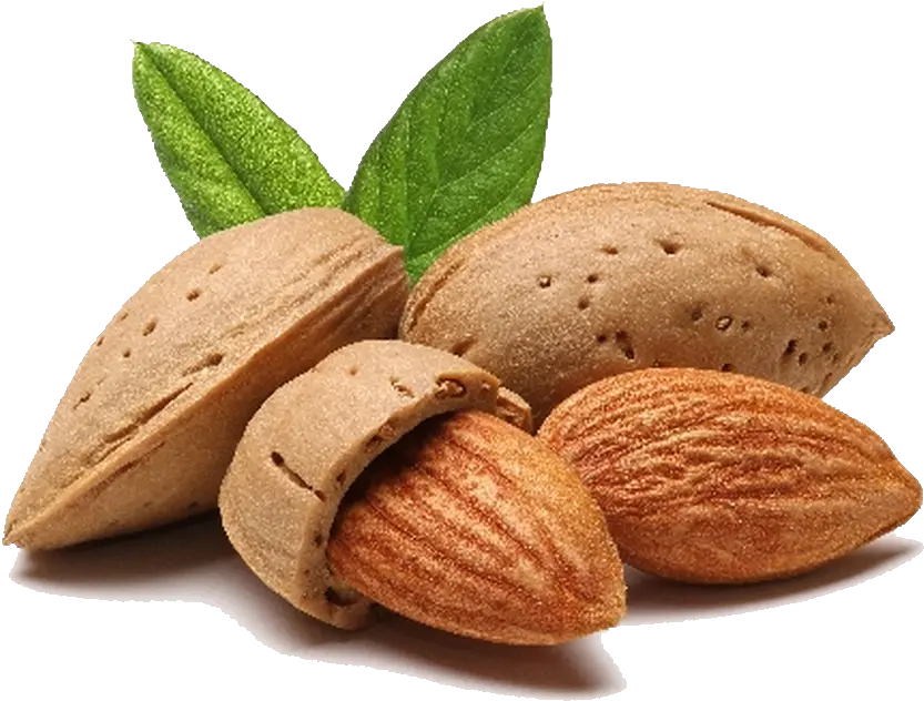  Almonds Png 4 Image Almond Png Almonds Png