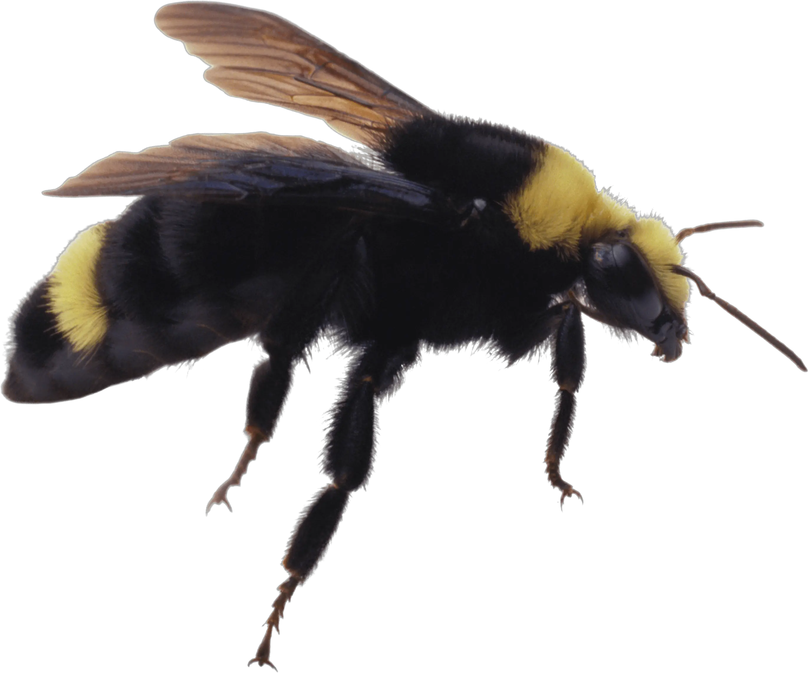  Bee Png Image Purepng Free Transparent Cc0 Png Image Library Pests Png Bumble Bee Png