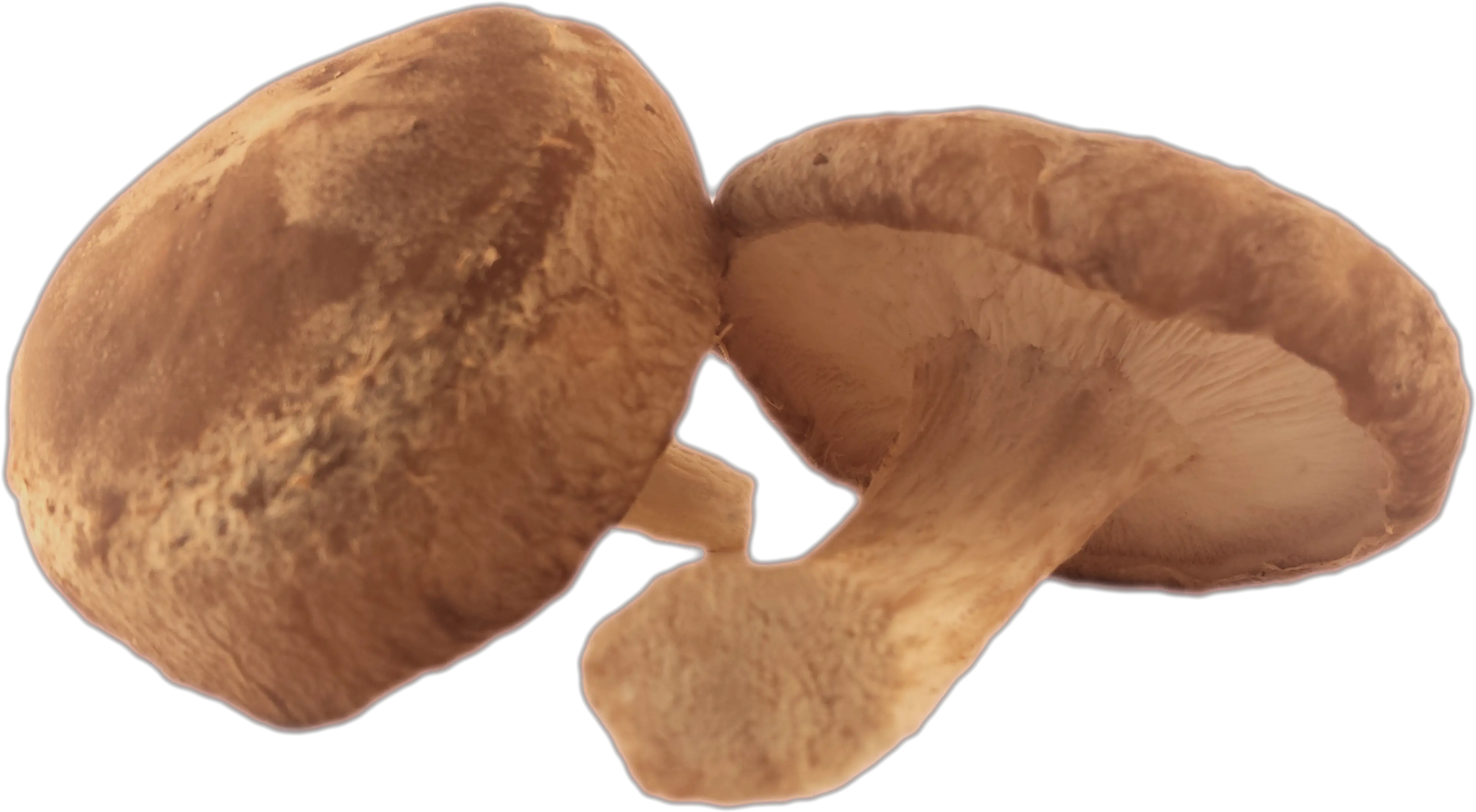  Shiitake Mushroom Png Picture 2010715 Shiitake Mushroom Transparent Background Mushroom Png