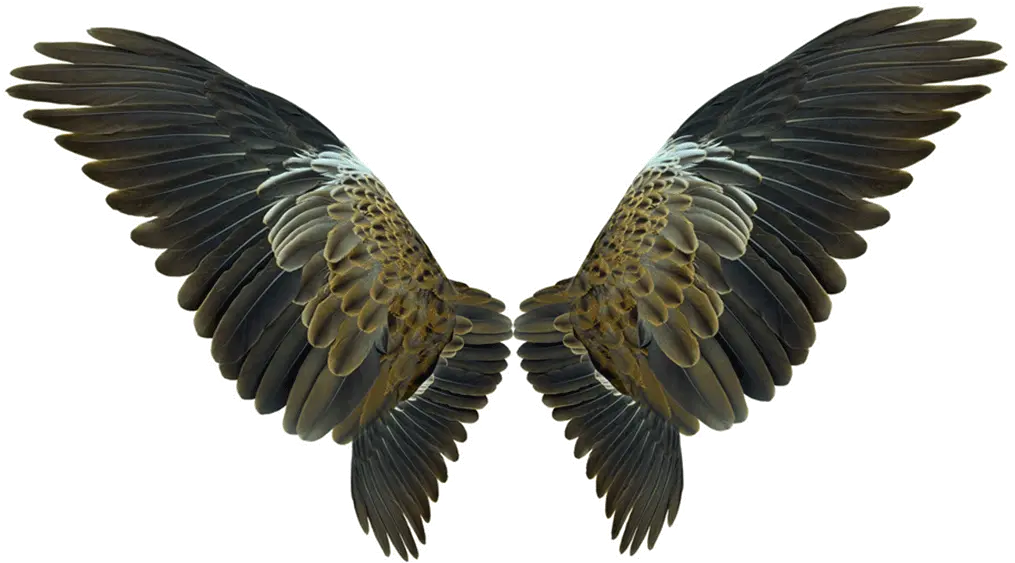  Wing Flight Eagles Wings Png Download 10391088 Free Bird Wings Transparent Background Wings Png Transparent