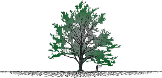  San Diego Tree Service Jack Pine Png Tree Roots Png