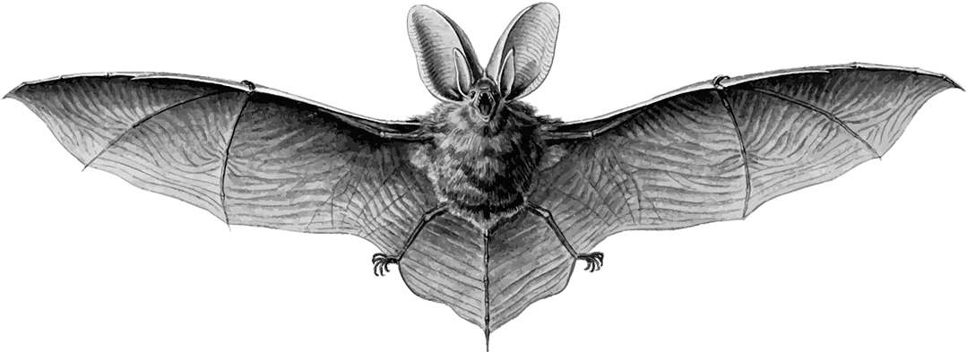  Gbhorror2017 Are Bats Really That Scary Geekbeerz Mexican Free Tailed Bat Face Png Bat Transparent