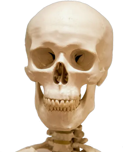  Cool Skull Clip Art And Funny Skull Skeleton Png Skeleton Png