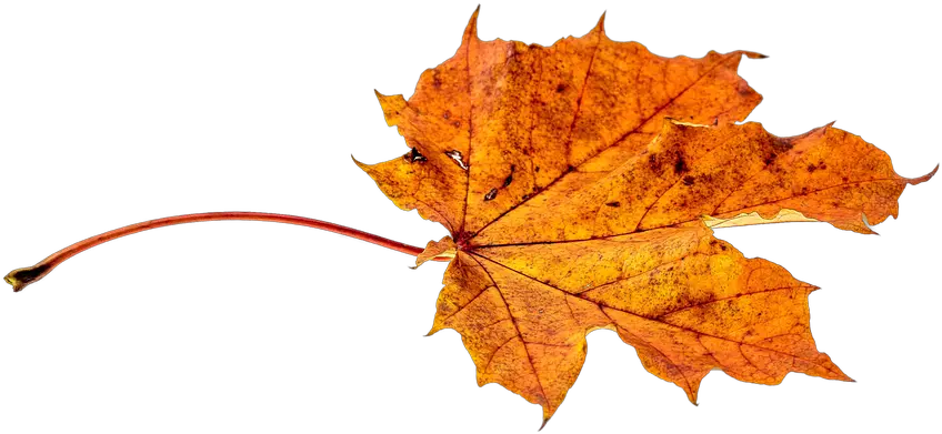  Leaves Png Transparent Leaf Autumn Fall Transparent Falling Leaves Png Leaves Falling Png