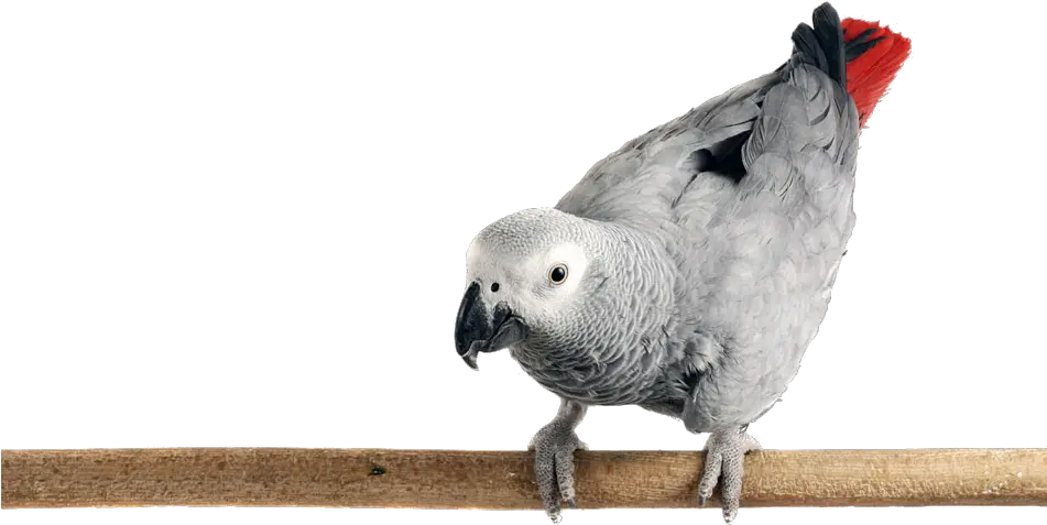  Download Photo Of An African Grey Parrot Perched African Grey Parrot Png Parrot Transparent