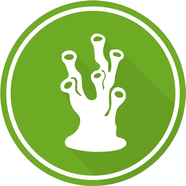  Coral Triangle Center Donate In Usd Coral Png Icon Coral Icon