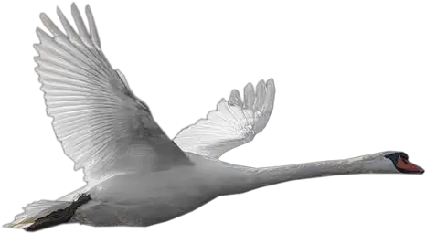  Goose Png Repül Hattyú Goose Transparent