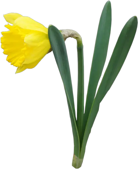  Daffodil Flower Daffodils Spring Flowers Daffodil Flower Transparent Png Daffodil Png