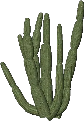  Transparent Organ Pipe Cactus Png Cactus Transparent