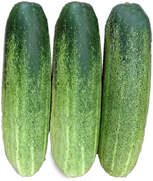  F1 Hybrid Cucumber U2013 Green World Genetic Gourd Png Cucumber Png