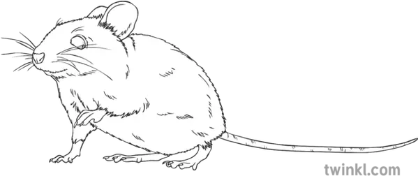  Mouse Animal Sneaking Rodent Squeak Ks2 Black And White Rgb Kangaroo Rat Png Mouse Animal Png