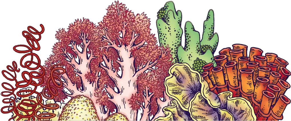  The Foliage Library Illustration Png Coral Reef Png