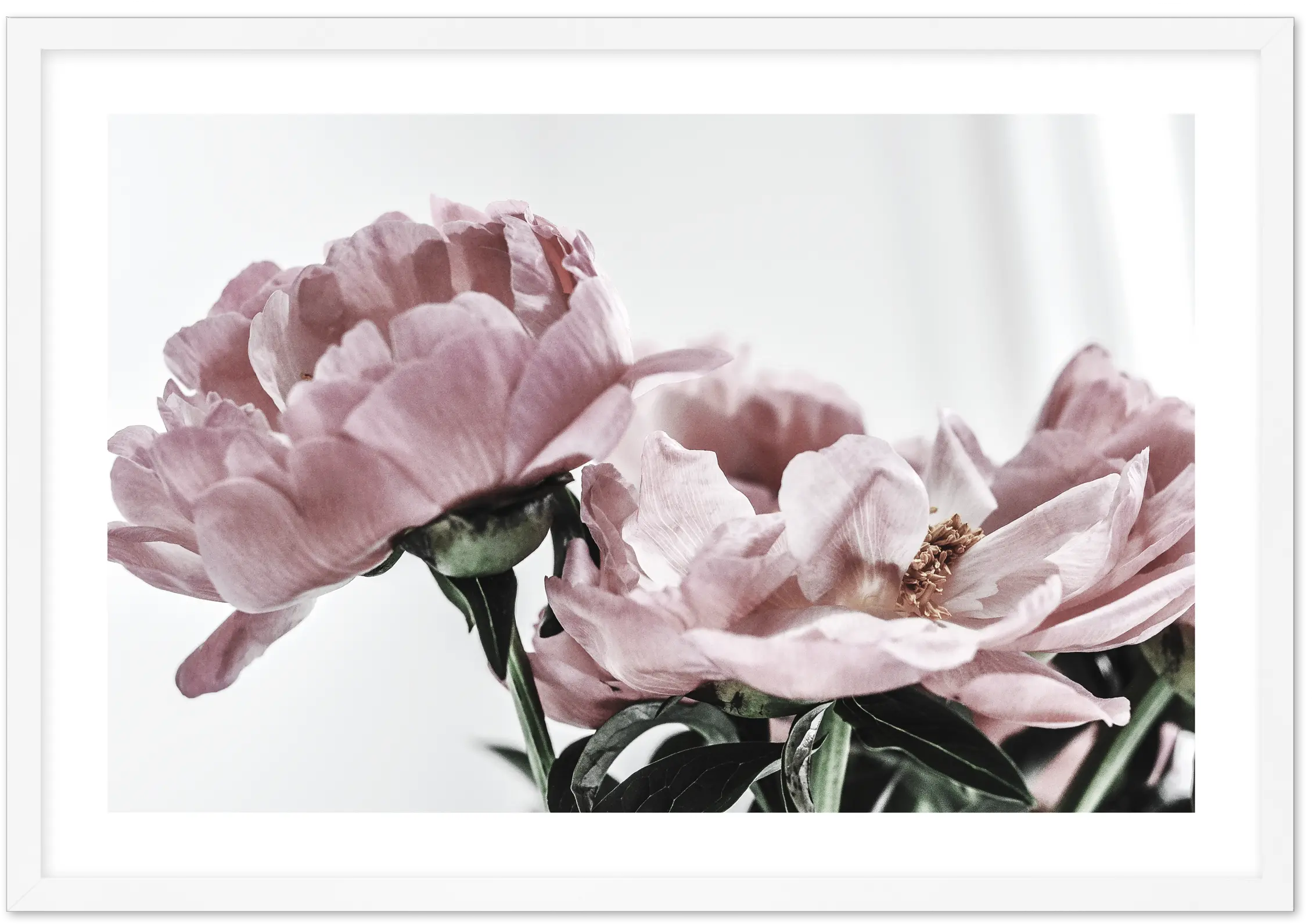  Shop Now Peonies Blush Peony Floral Botanical Art Print Or Peony Png Peonies Png