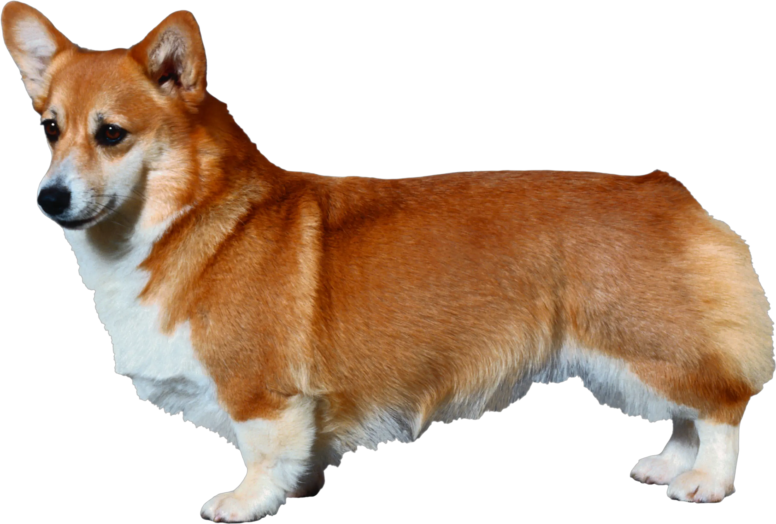  Download Pembroke Welsh Corgi Diagram Transparent Background Corgi Clipart Png Corgi Png