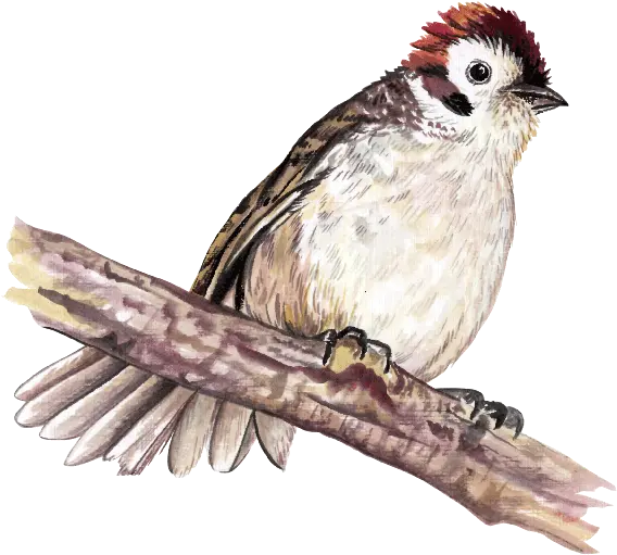  Sparrow Png House Sparrow Sparrow Png