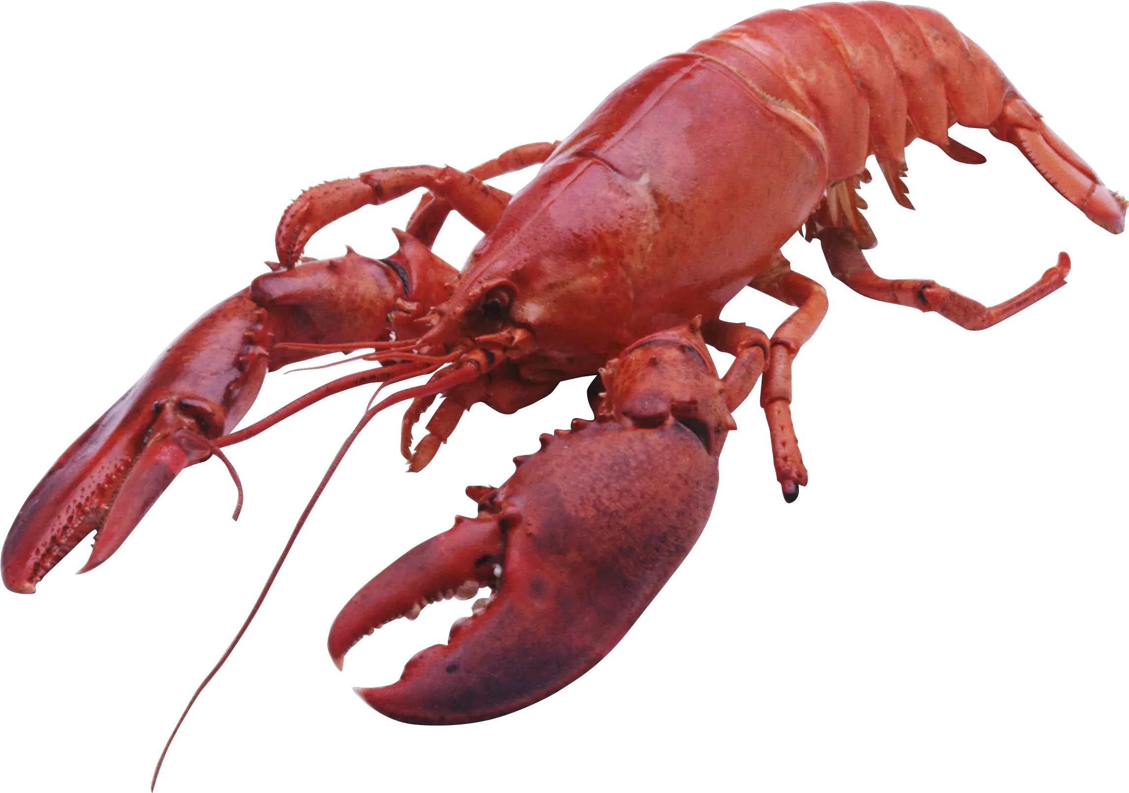  Lobster Png Maine Bake Lobster Png Crawfish Png