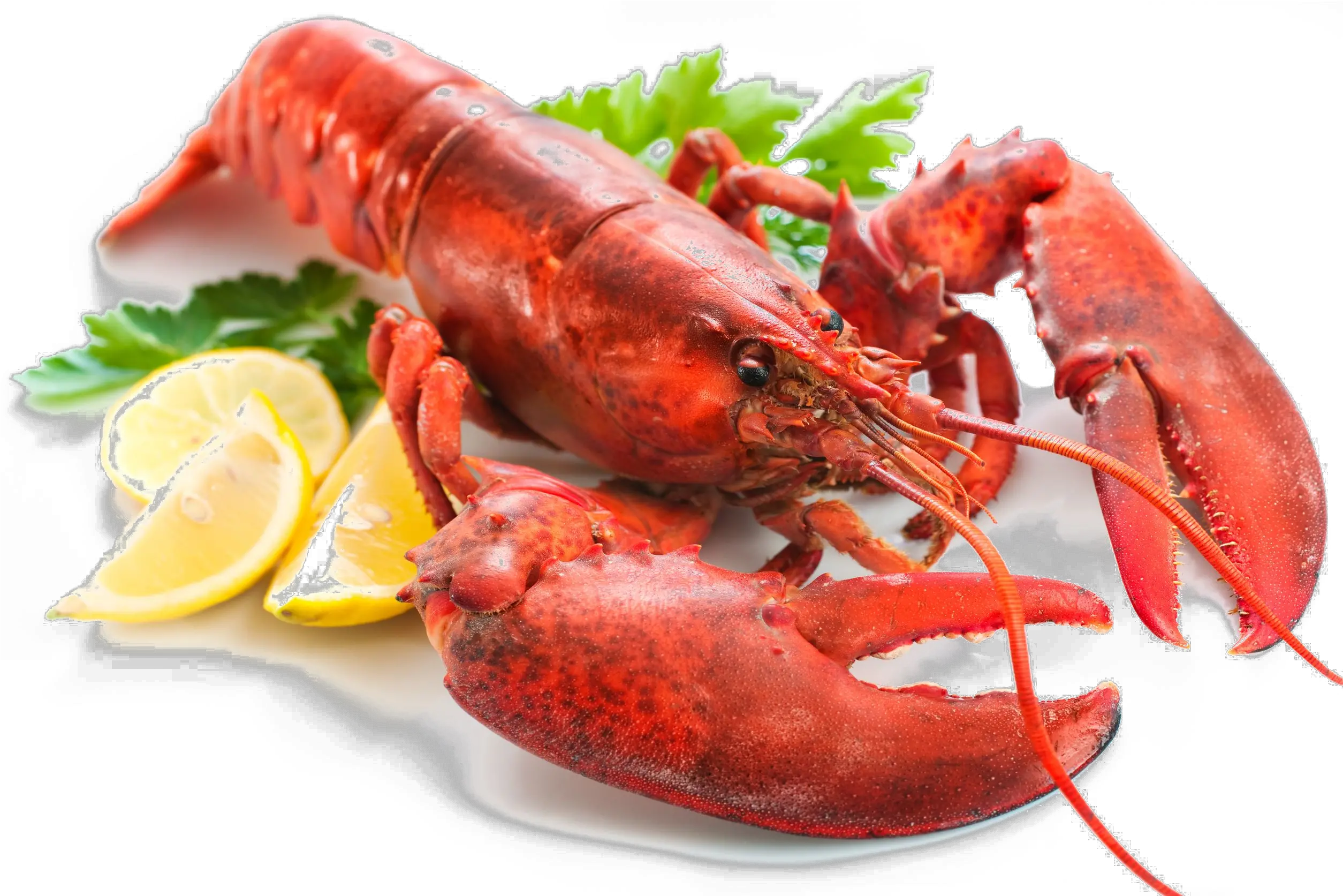  Lobster Transparent Png Imagenes De Langostas De Mar Lobster Png