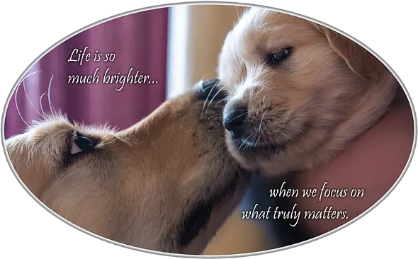  Puppy Love T Northern Breed Group Png Puppy Love Icon