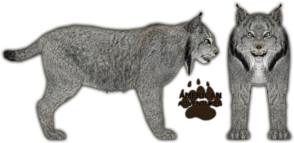  Canadian Lynx Side View Lynx Canada Clipart Transparent Png Lynx Png