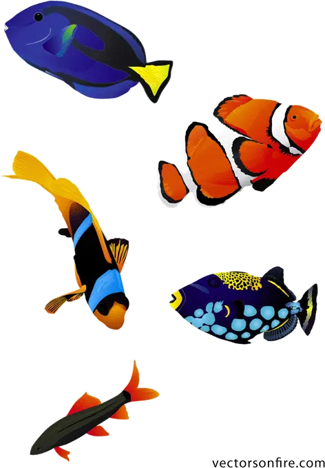  Colorful Fish Psd Fish Realistic Free Vector Png Coral Reef Png