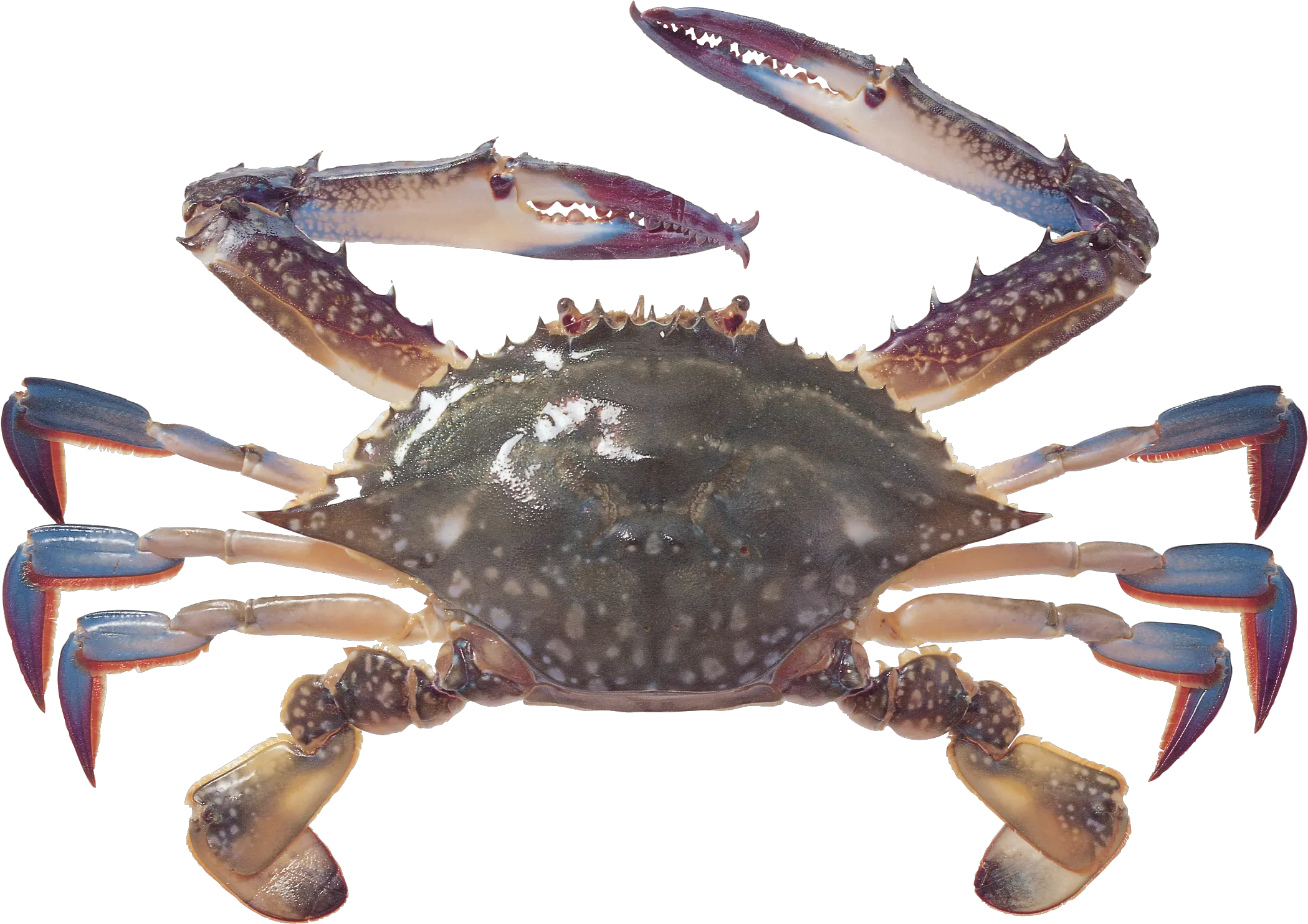  Crab Icon Png Crab Png Crab Transparent Background