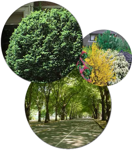  Enhancing And Protecting The Plants Around Your Home Trees Png Hedge Png