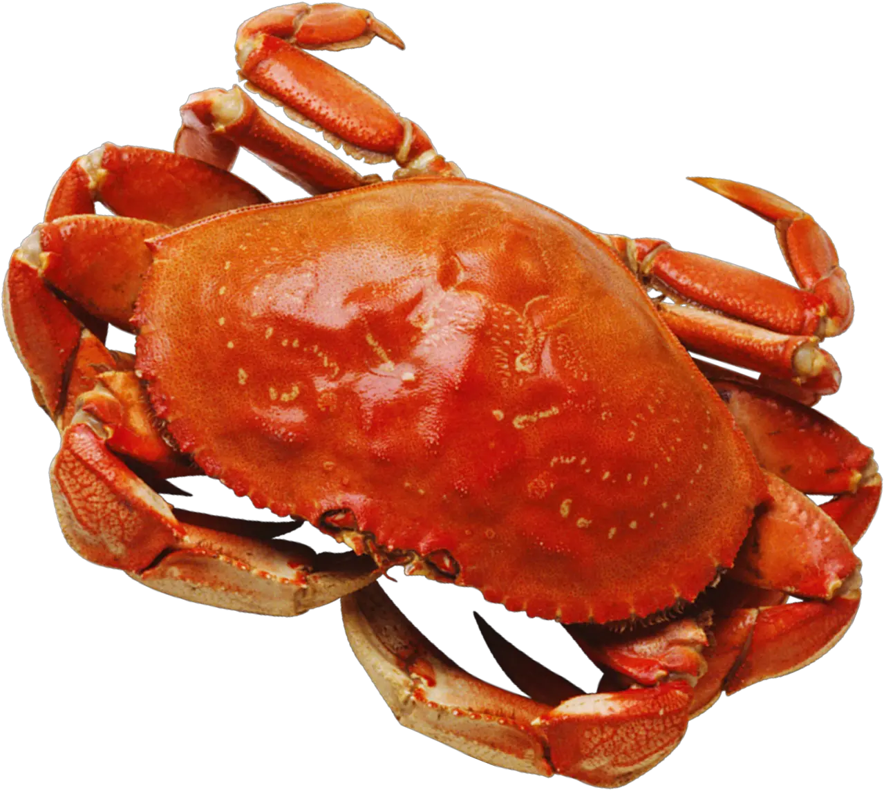  Png Crab Png Crab Transparent Background