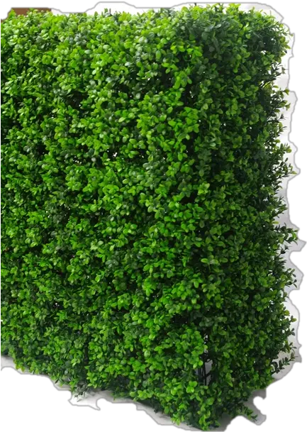  Download Boxwood Hedge Png Transparent Background Hedges Png Hedge Png