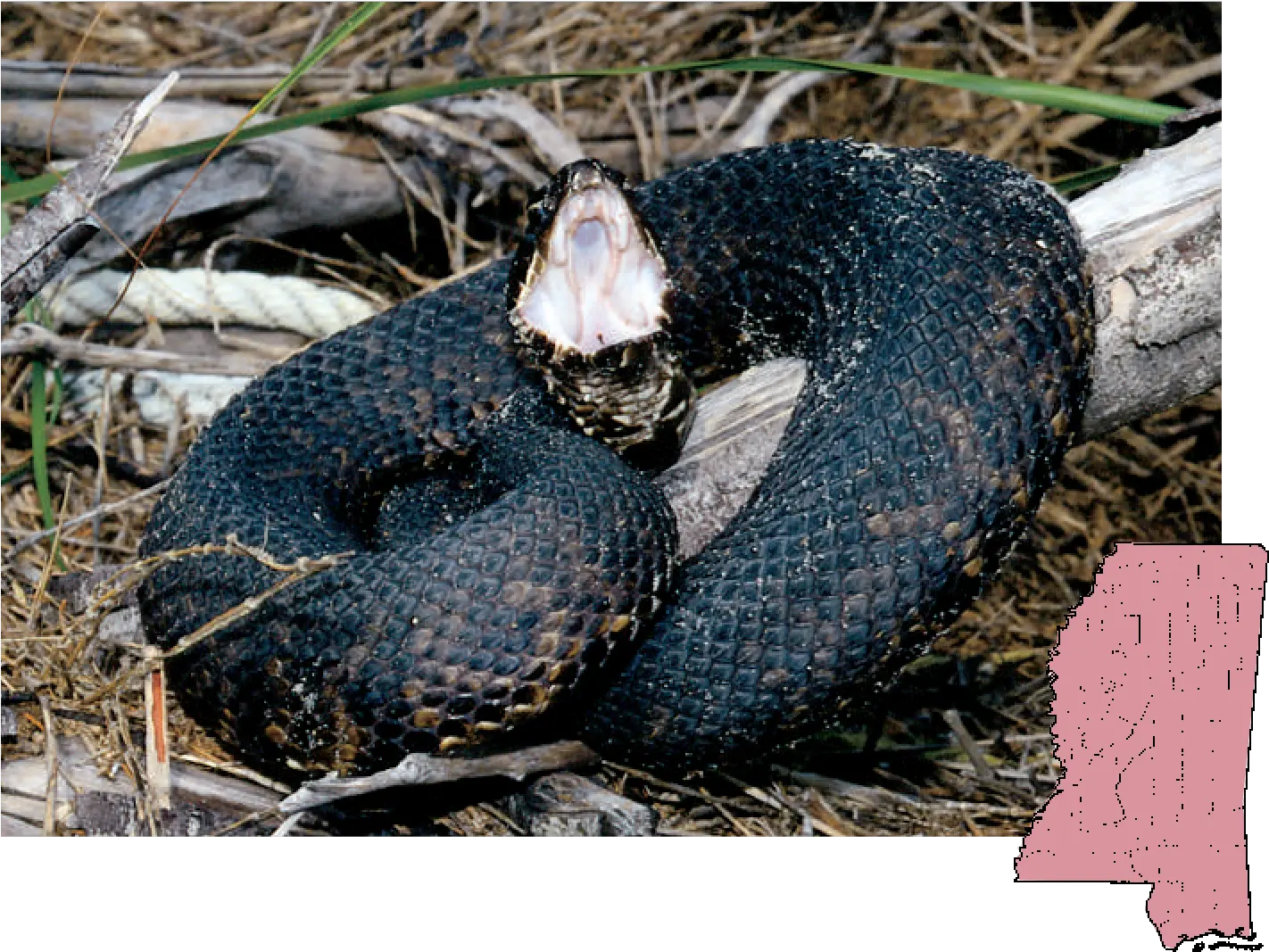  Mdwfp Venomous Snakes Of Mississippi Poisonous Snakes In Mississippi Png Venom Snake Png