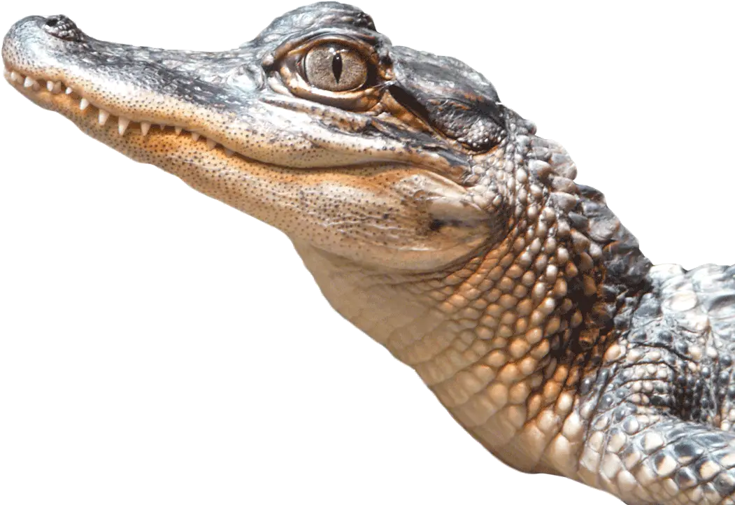  Alligator Png Transparent Image Alligator Png Alligator Transparent Background