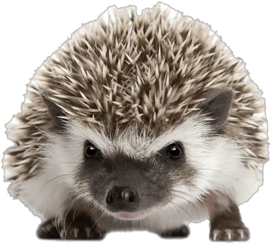  Hedgehog Front View Transparent Png Transparent Background Hedgehog Png Hedgehog Png