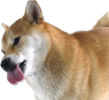  Download Dancing Doge Png Shiba Inu Licking Screen Doge Png