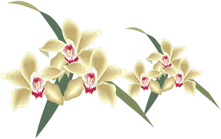  Orchid Png Orchid Clipart Nature Yogiraj 4971475 Vippng Yogiraj Orchid Png