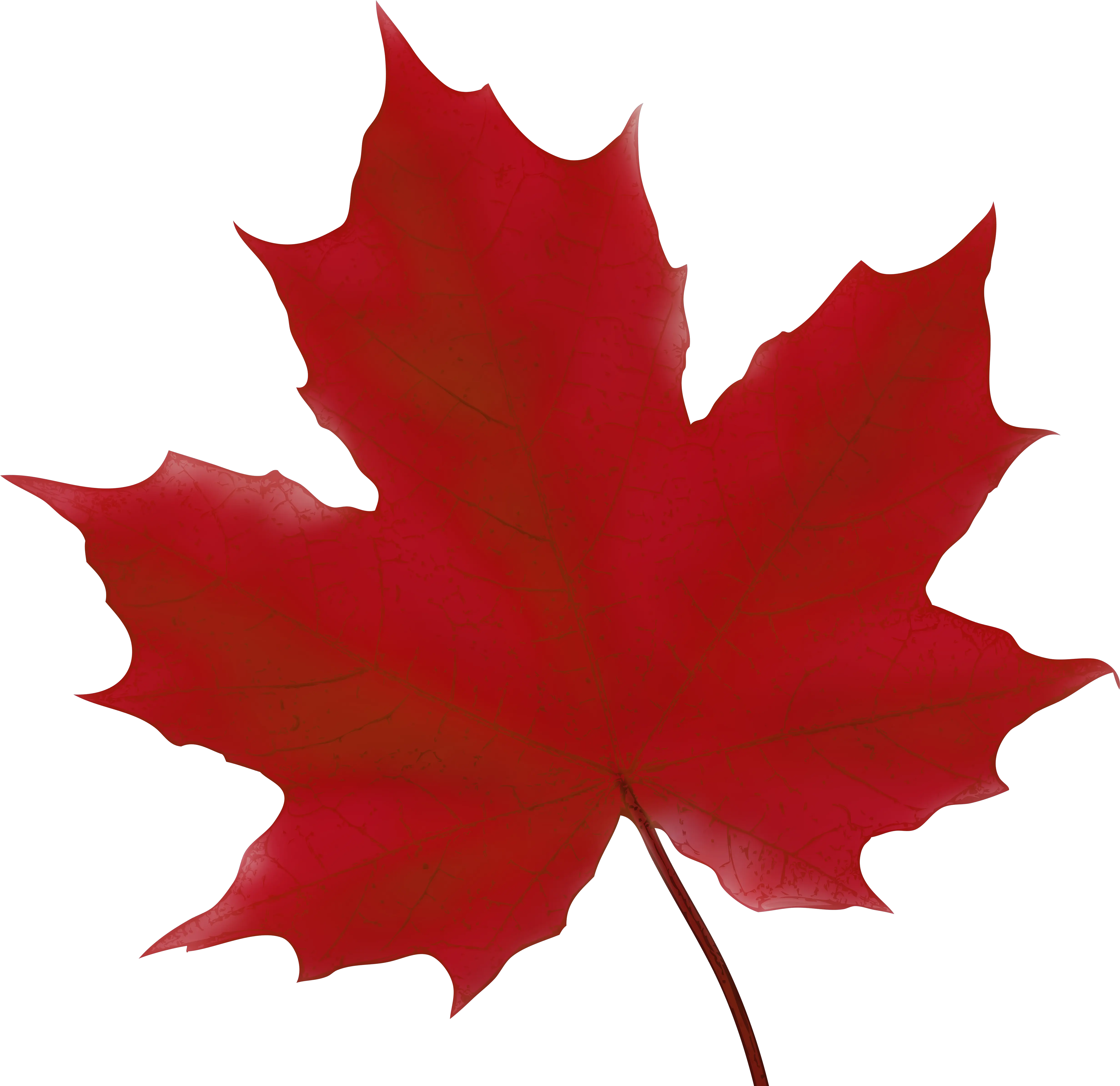  Leaf Clipart Library Download Png Files Green Maple Leaf Clipart Canada Maple Leaf Png