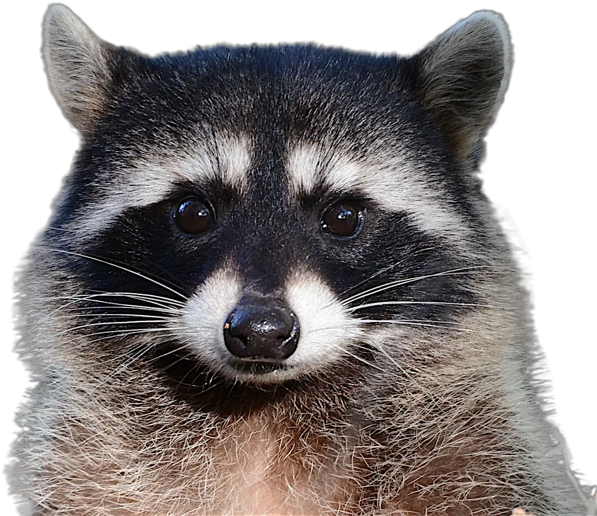  Raccoon Png Background Raccoon Png Raccoon Transparent Background