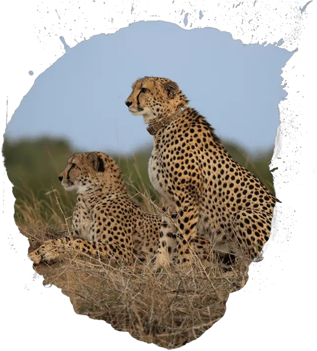  Cheetah Transparent Cartoon Animal Population Transparent Png Cheetah Transparent