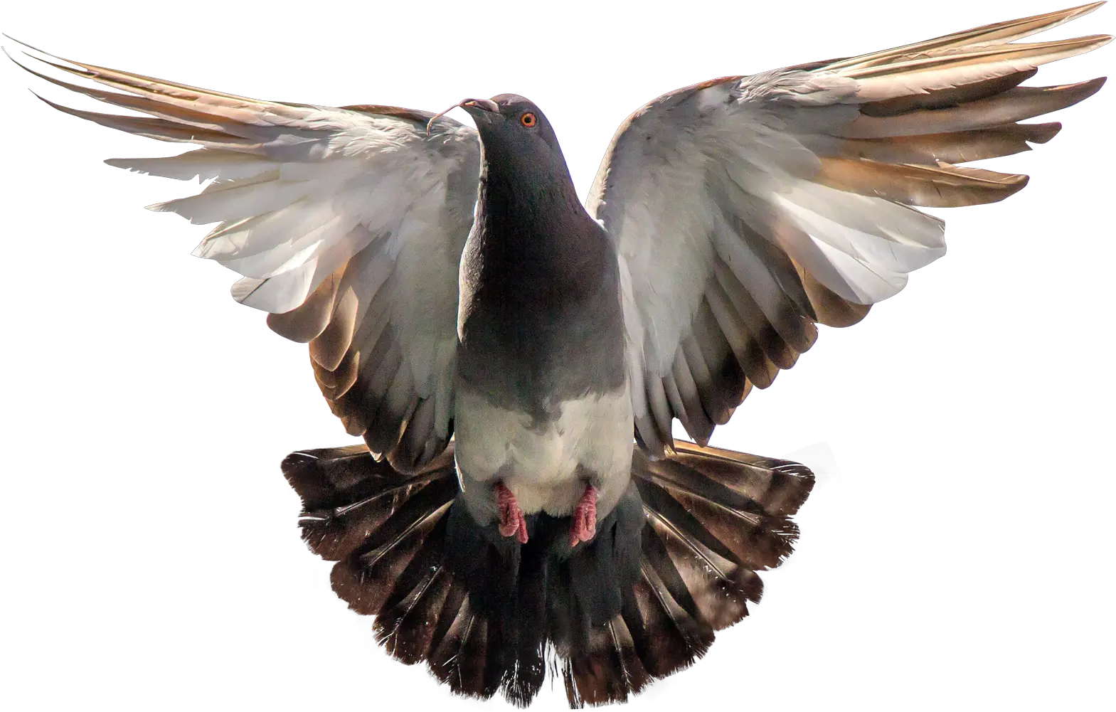  Download Pigeon Flying Png Image For Free Transparent Background Pigeon Flying Png Fly Png