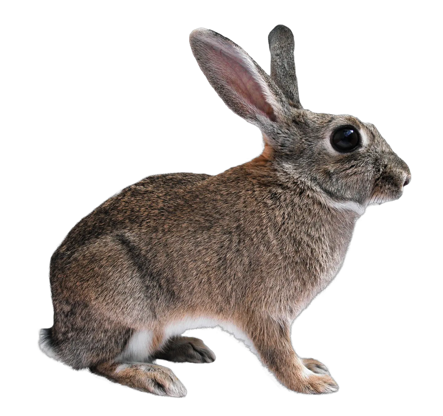  Transparent Png Image Free Clipart Rabbit