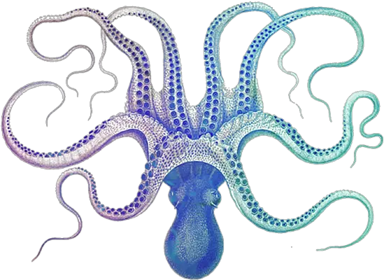  Galaxy Octopus Fleece Blanket Polpo Book Png Octopus Transparent
