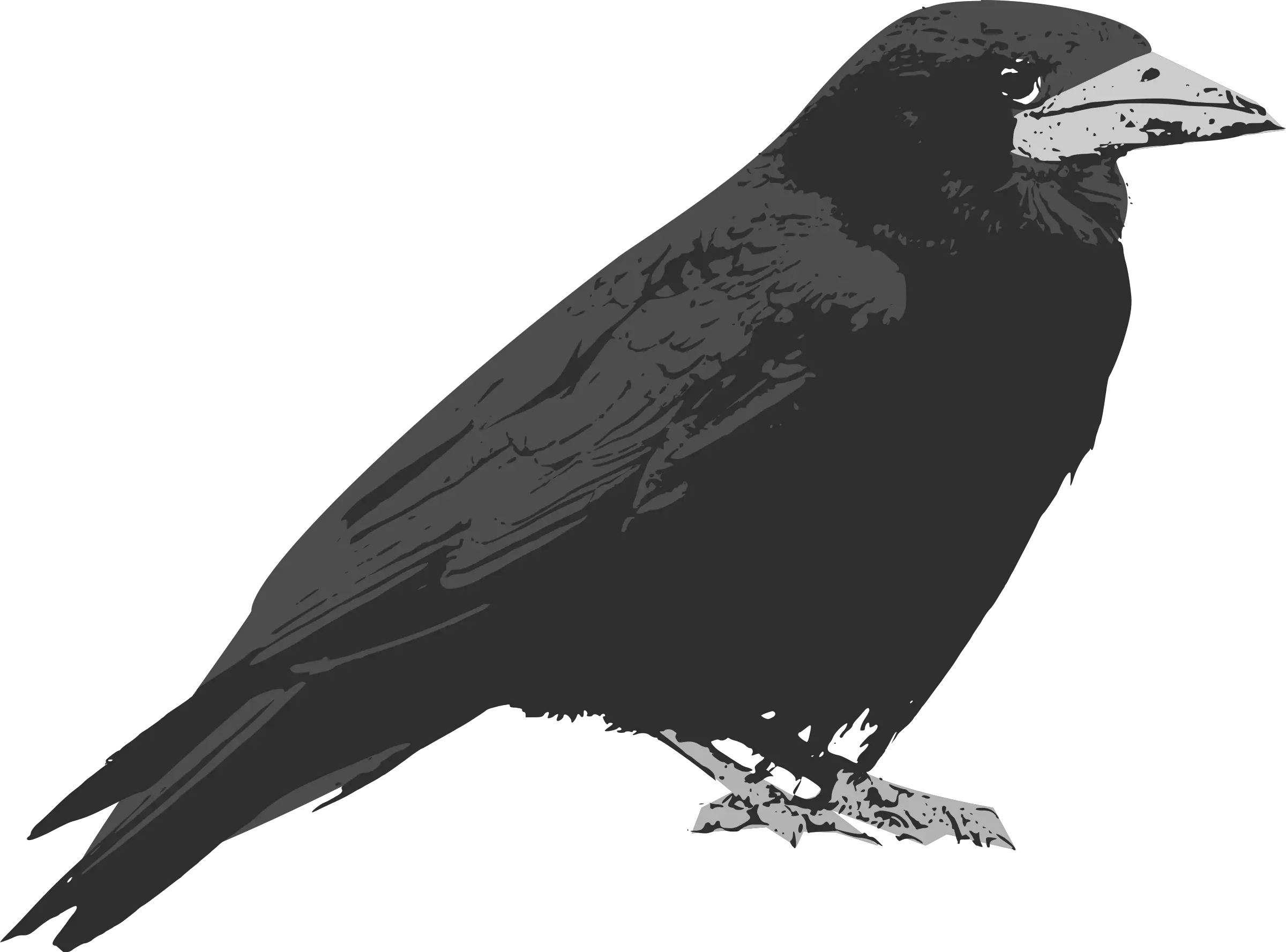  Raven Bird Vector Clip Art Cartoon Raven Png Raven Silhouette Png