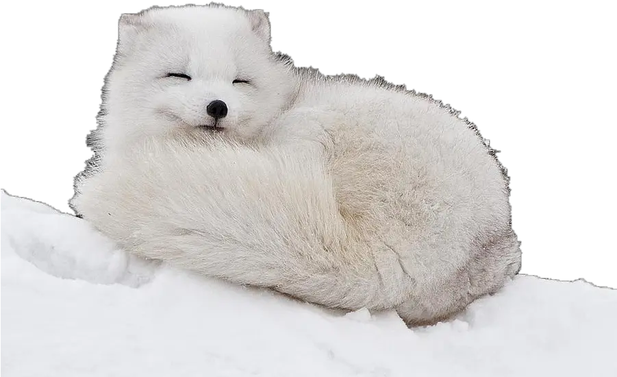  Png Download Fluffiest Animals In The World Arctic Fox Png