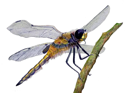  Hairy Dragonfly Of England Greeting Card Insect Png Dragonfly Transparent Background